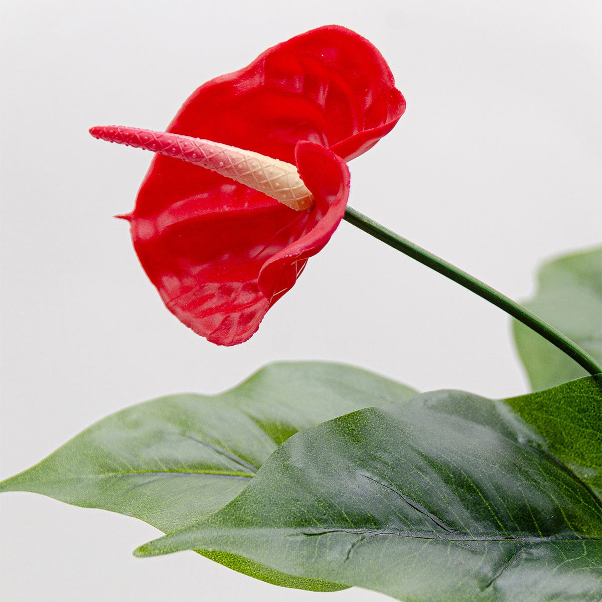 Anthurium