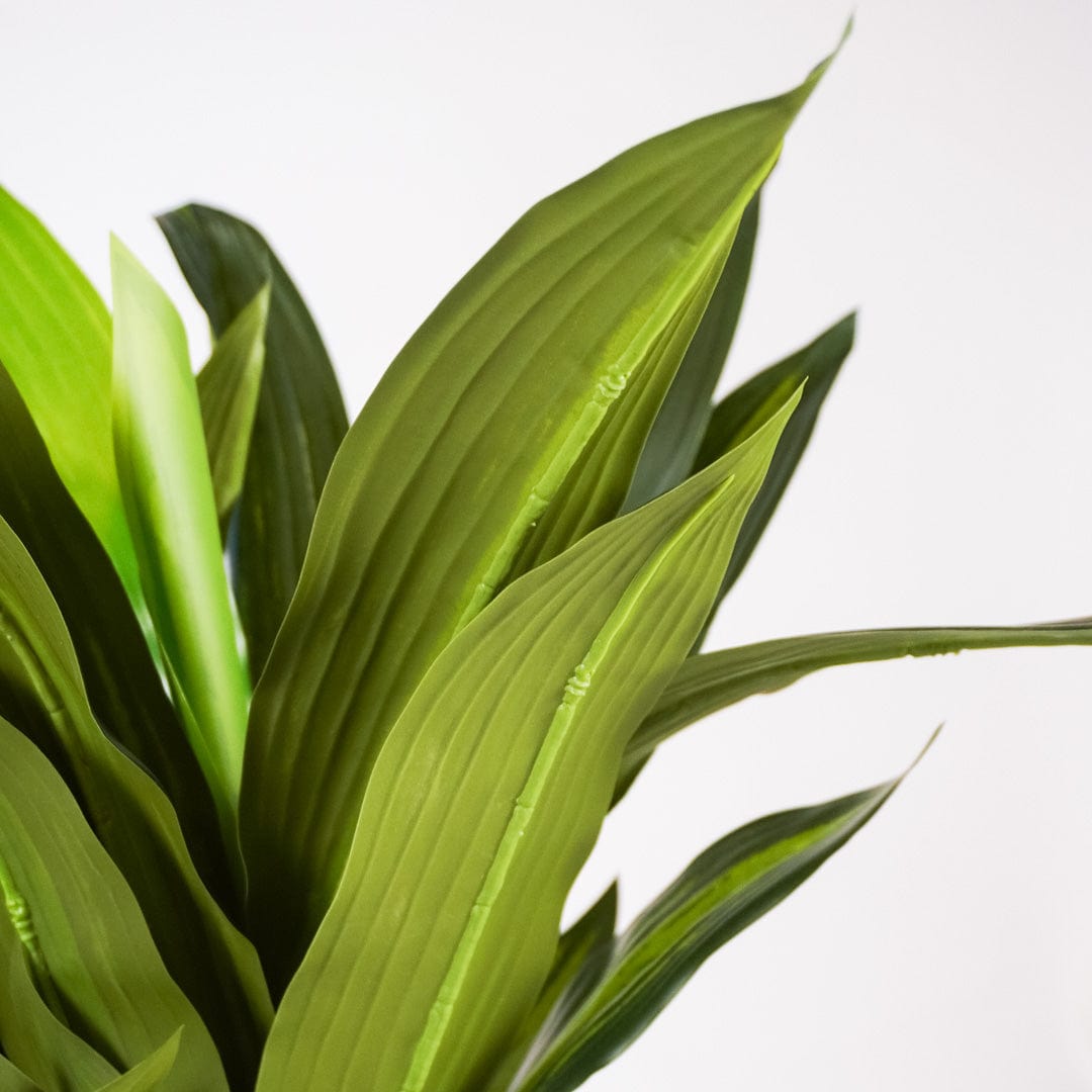Dracena tropical