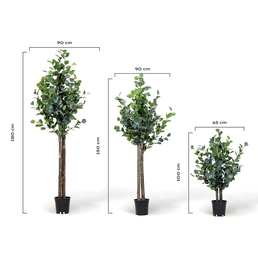Árbol eucalipto