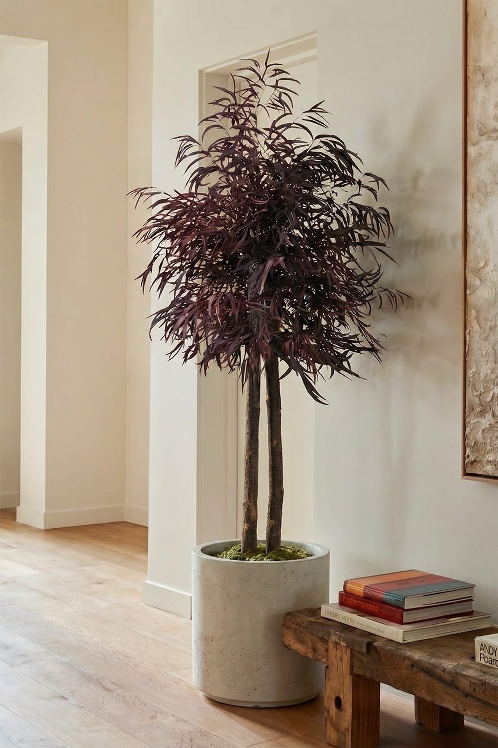 Brillifolium preservado