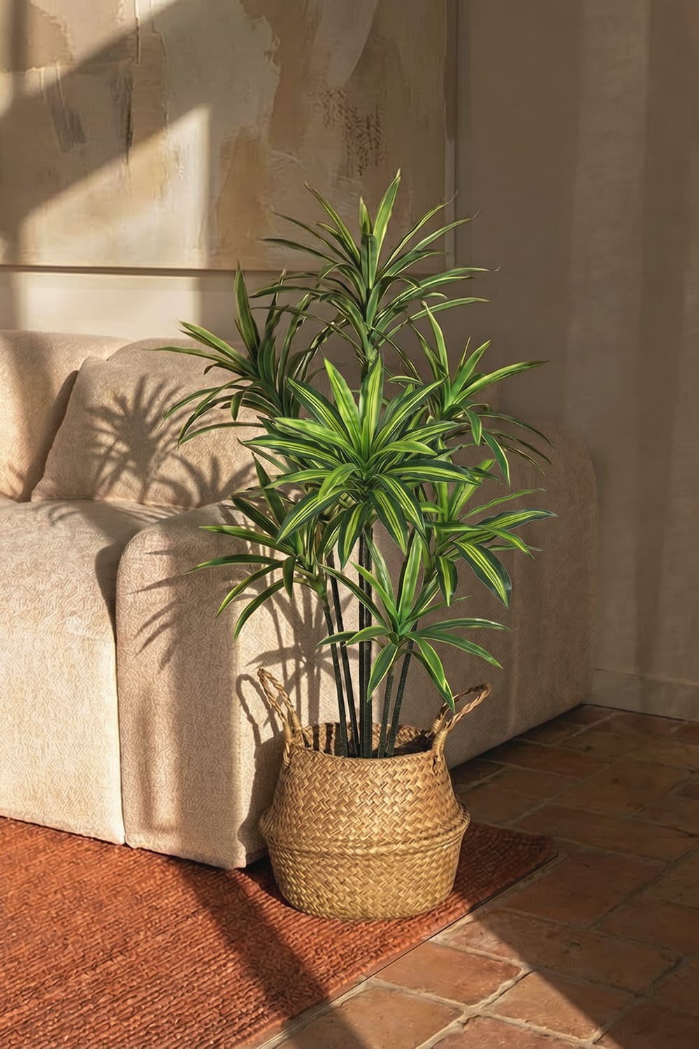 Dracena Variegata