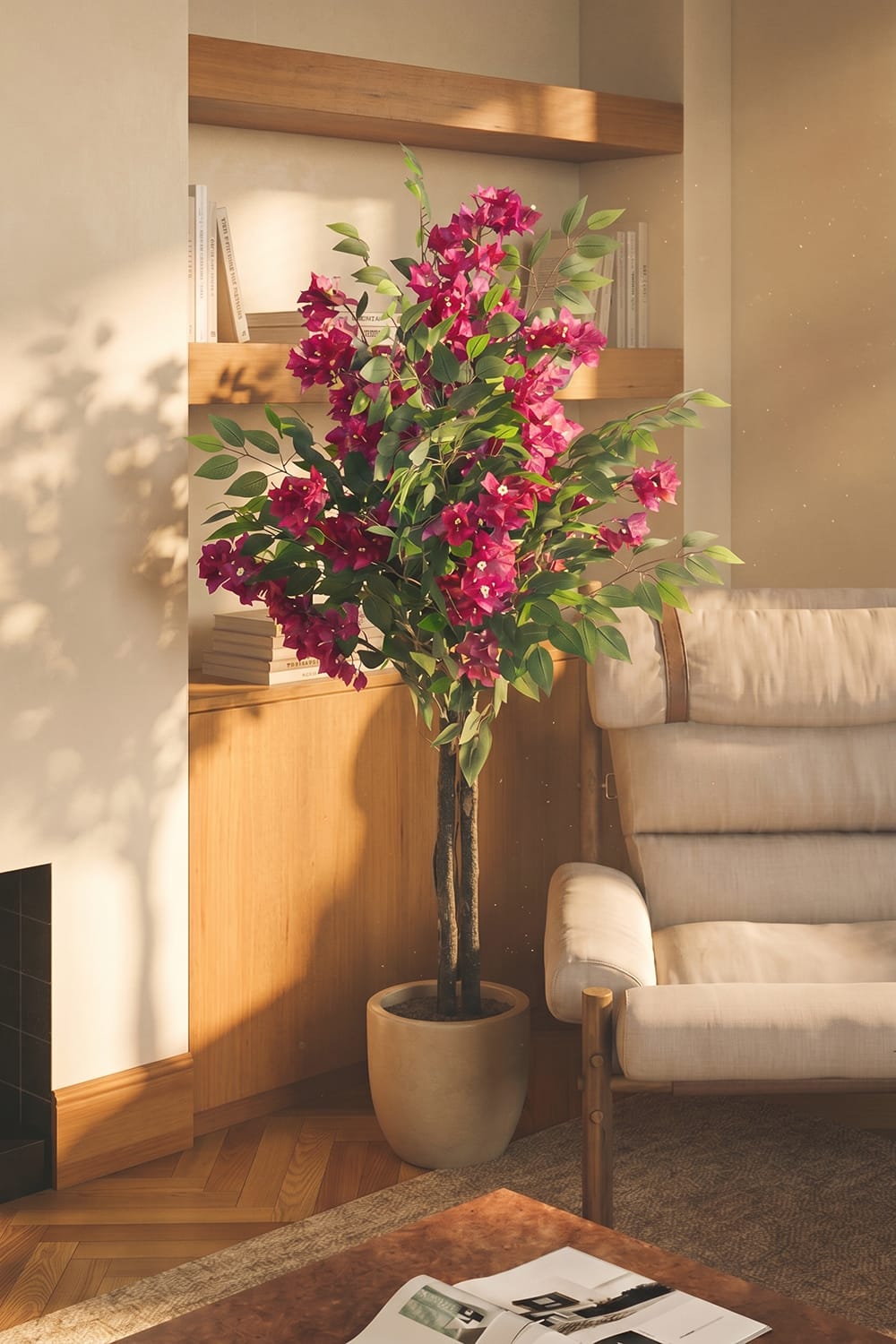 Ficus Buganvilla