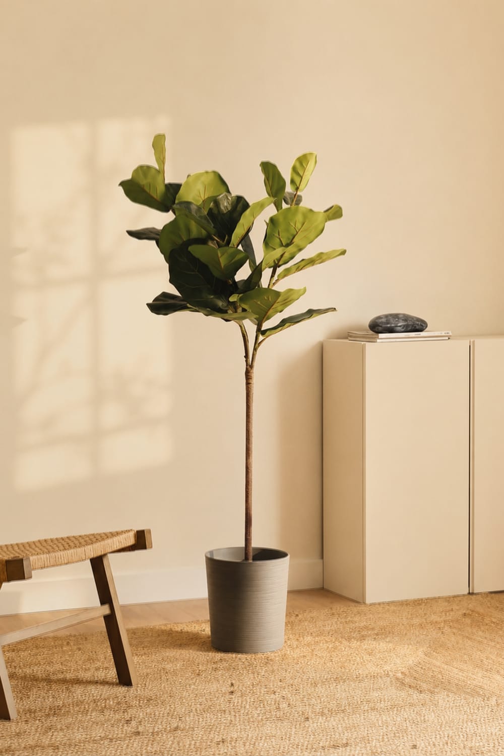 Ficus Lyrata