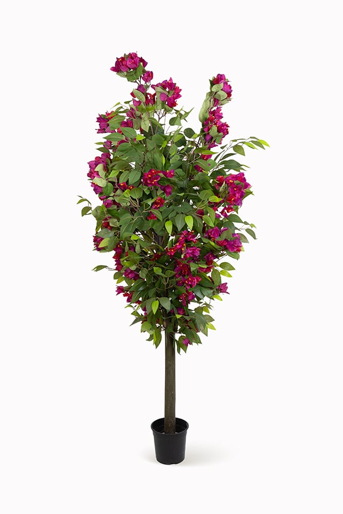 Ficus Buganvilla Silvestre