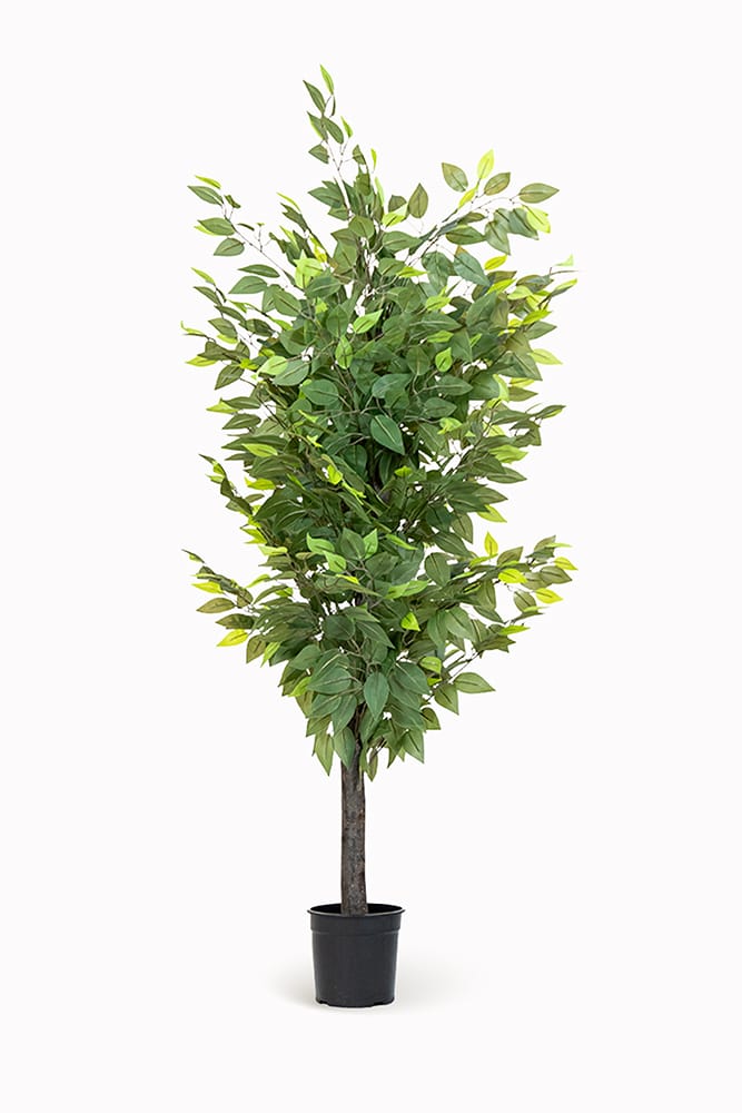 Ficus Exclusive
