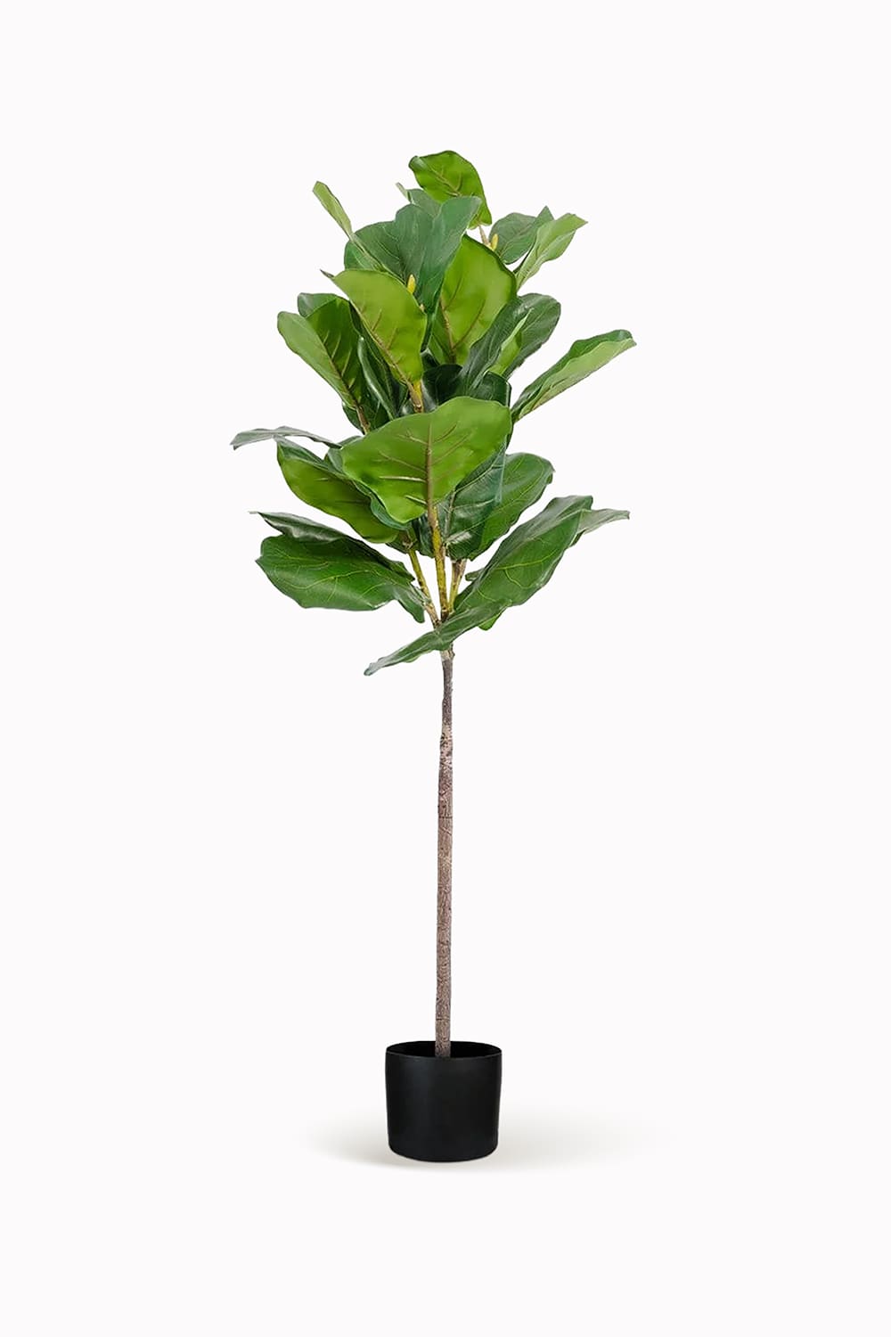 Ficus Lyrata
