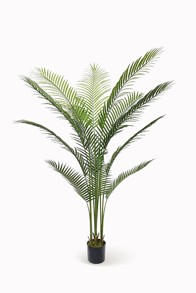 Palmera Amazónica