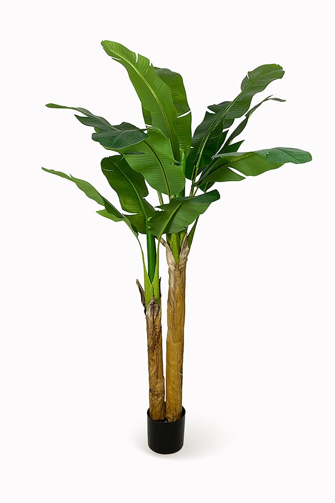 Platanera