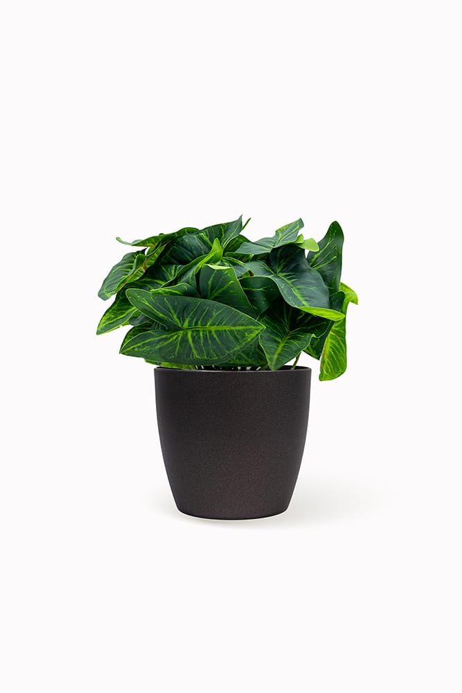 Singonio Verde