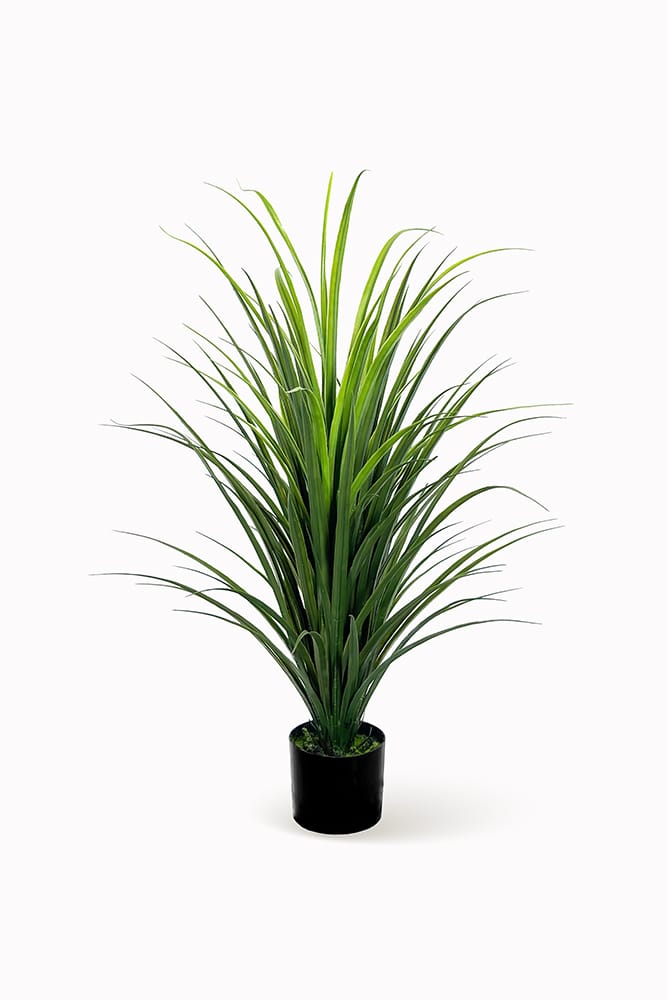 Yuca Grass