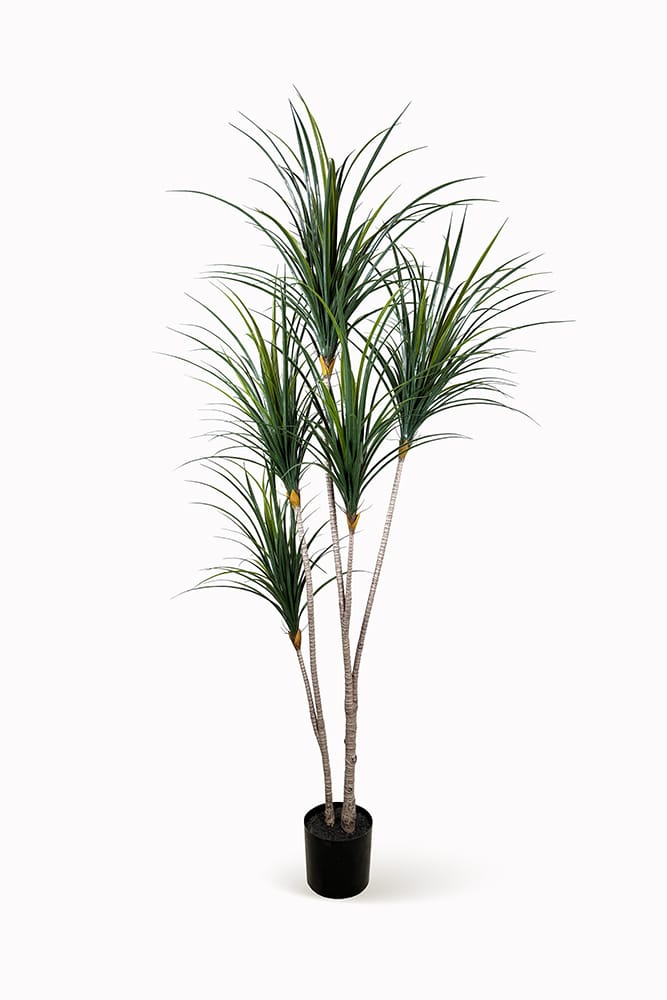 Yuca Japonesa