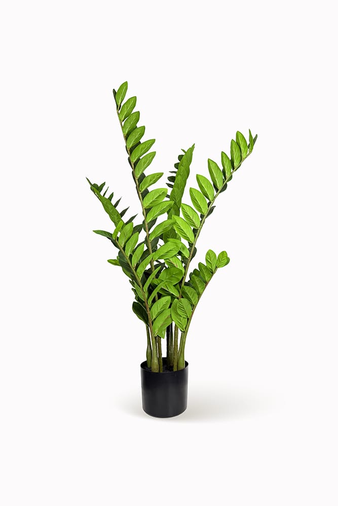 Zamioculca XL