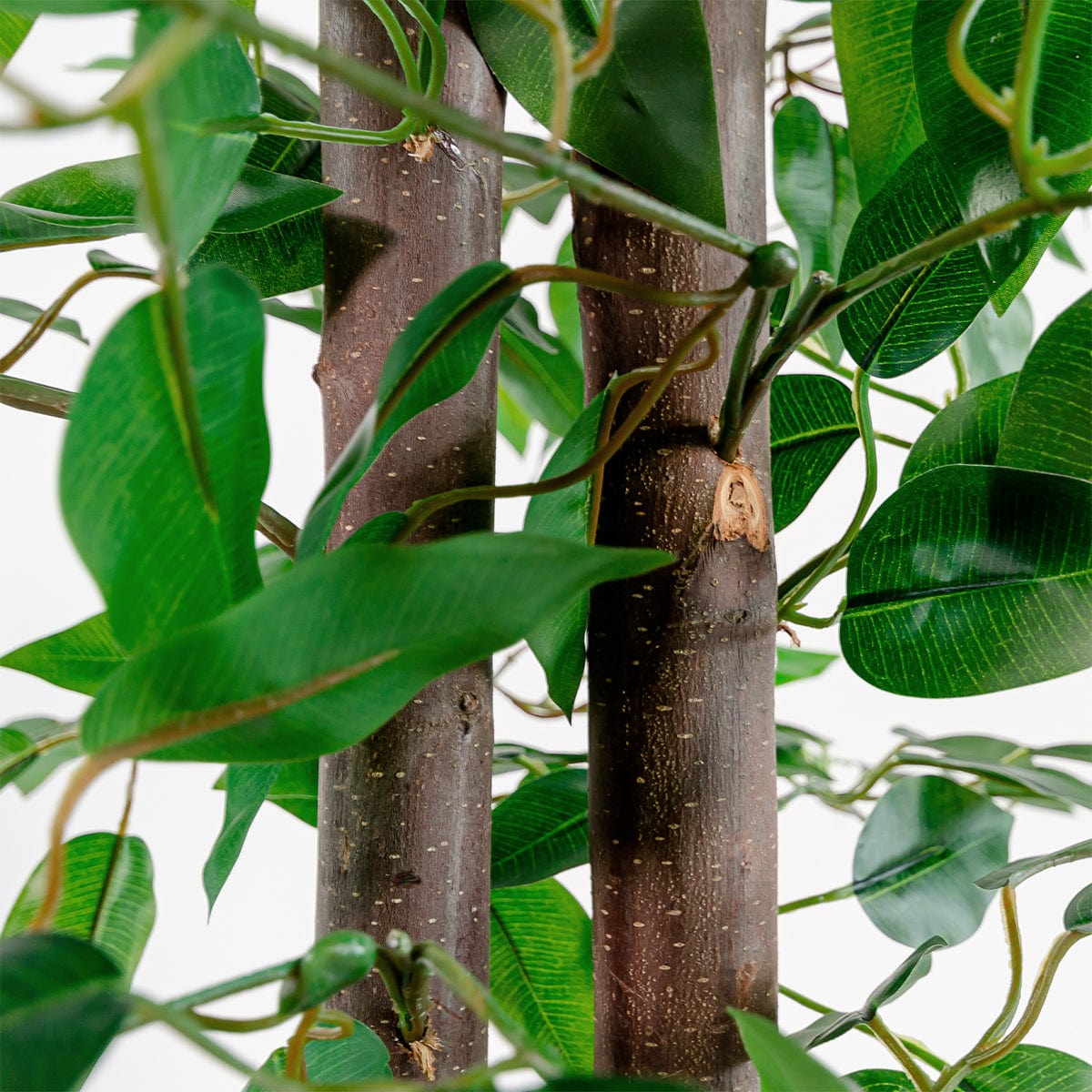 Ficus