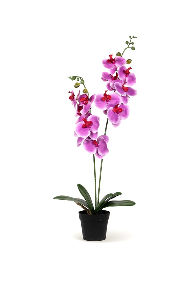 Orquídea Duo Fucsia