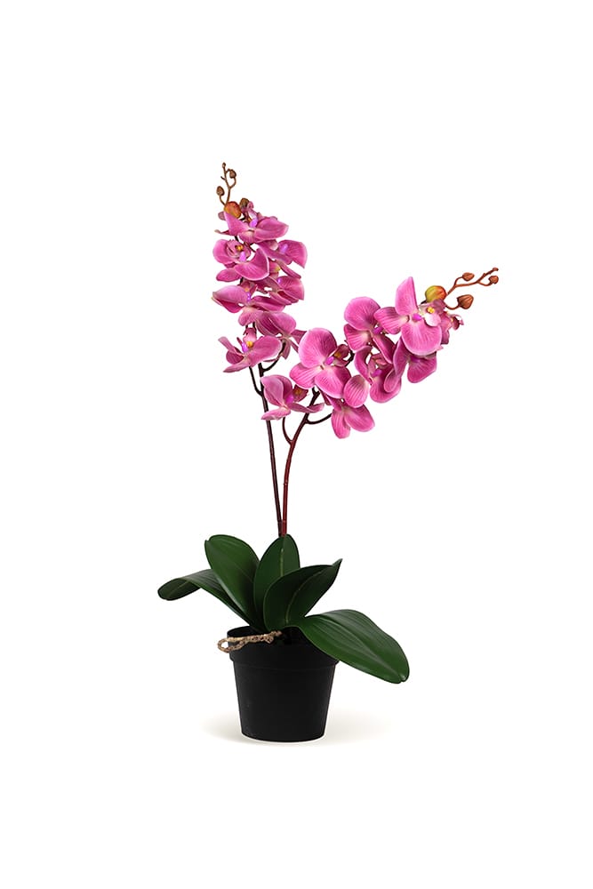Orquídea Single Bubble