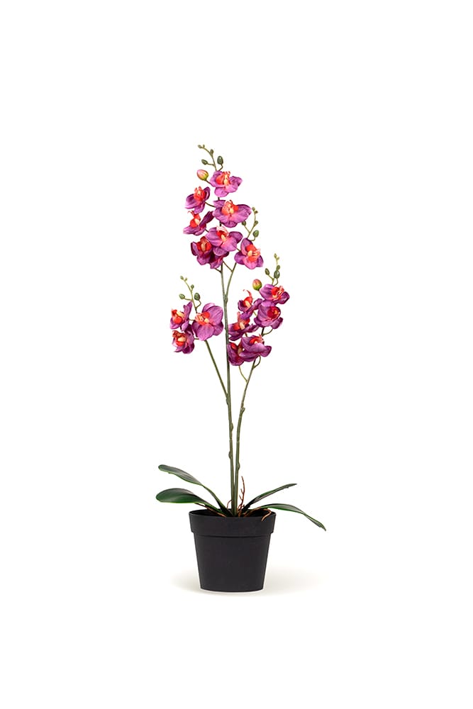 Orquídea Single Fucsia