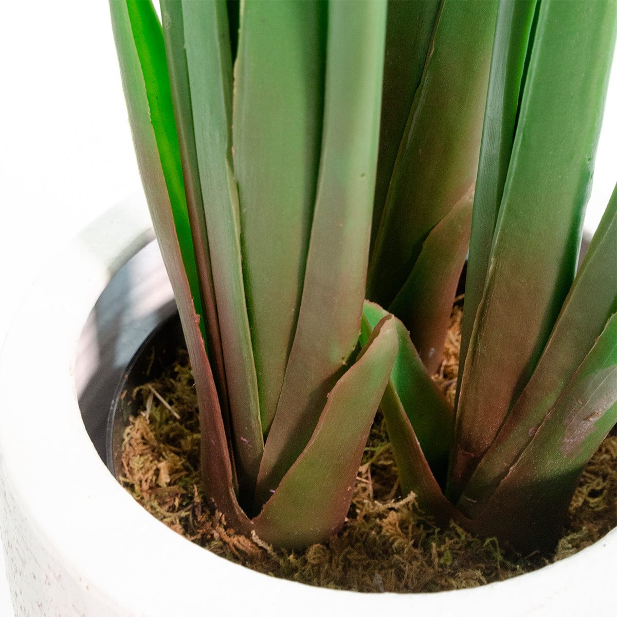 Strelitzia