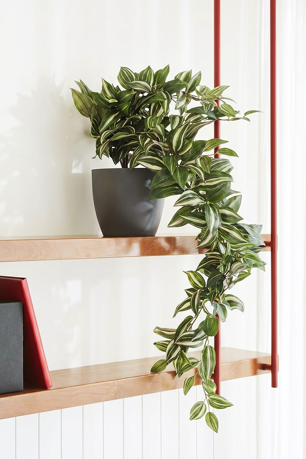 Tradescantia Colgante