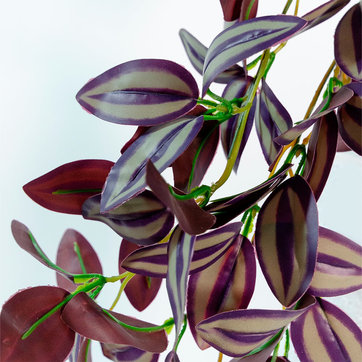 Tradescantia Colgante