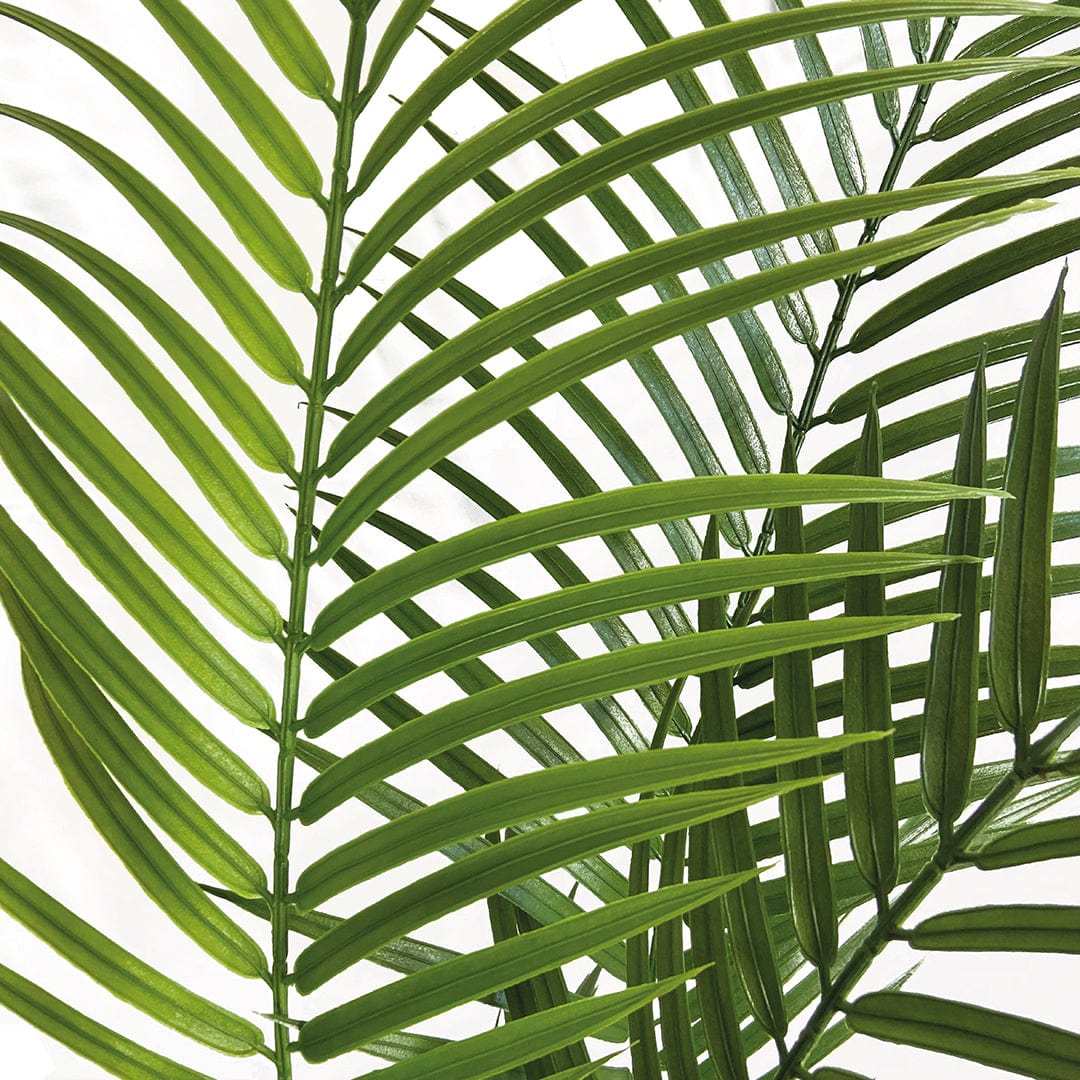 Palmera Amazónica