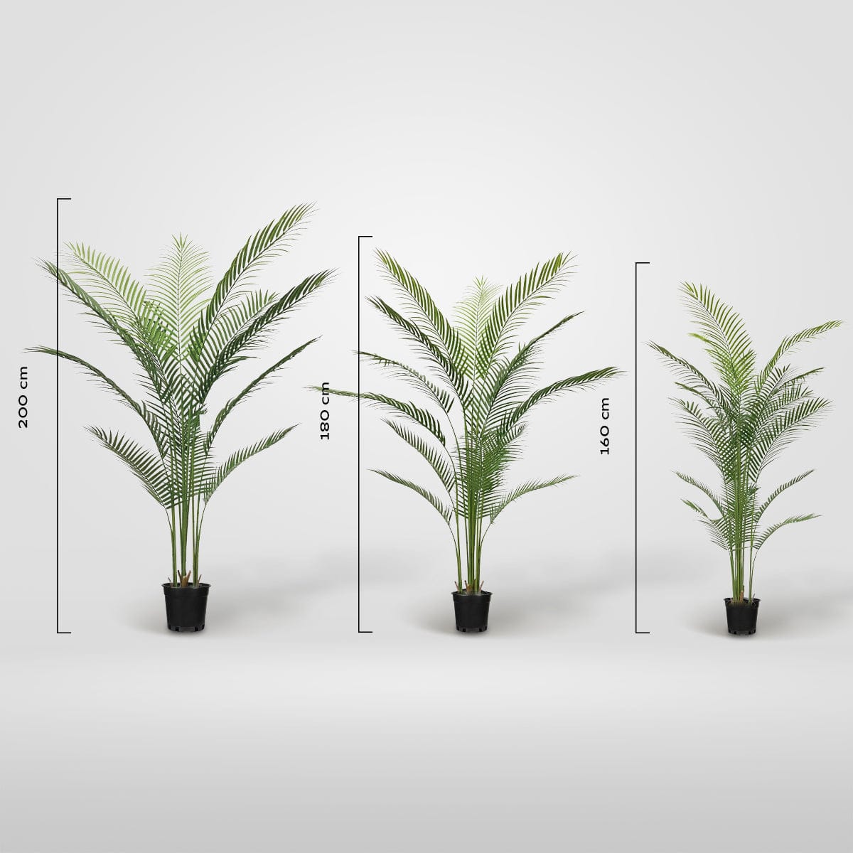 Palmera Amazónica