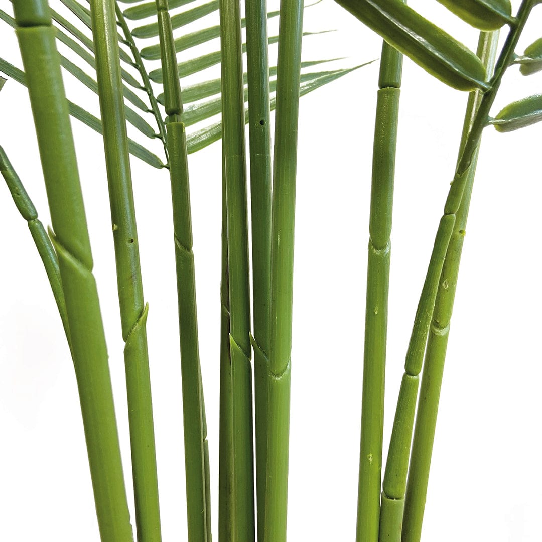 Palmera Amazónica