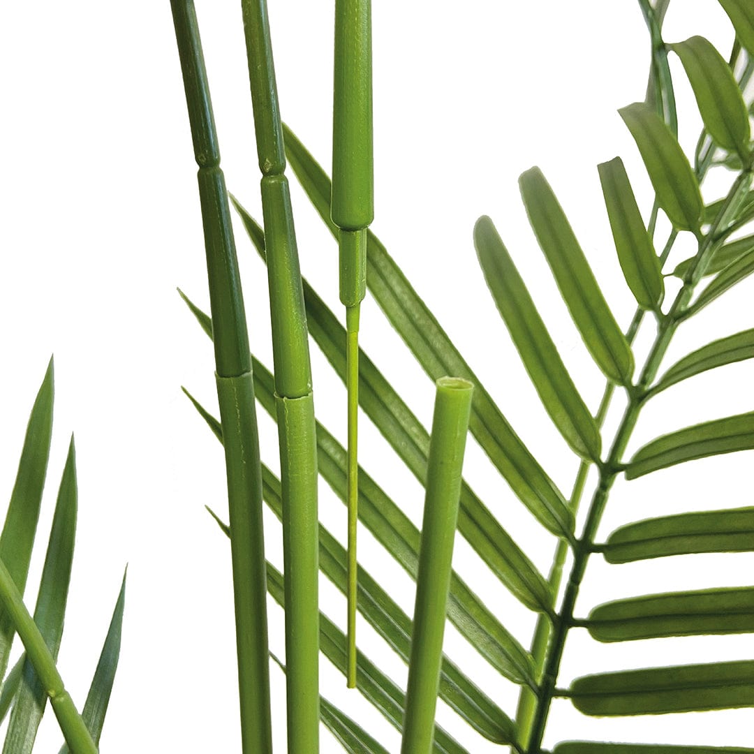Palmera Amazónica