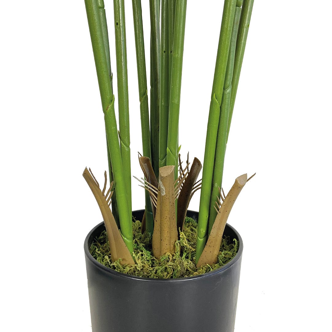 Palmera Amazónica