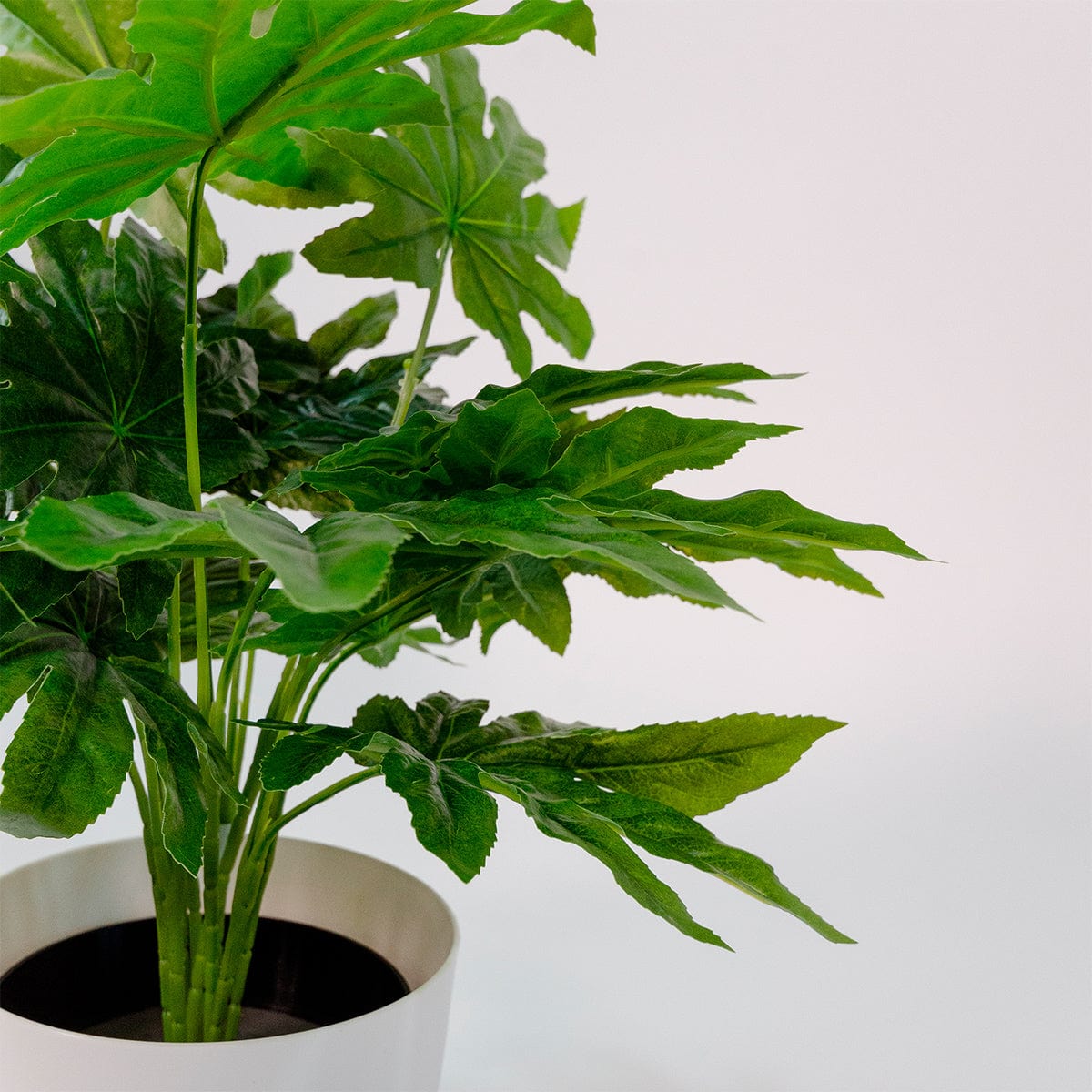 Aralia