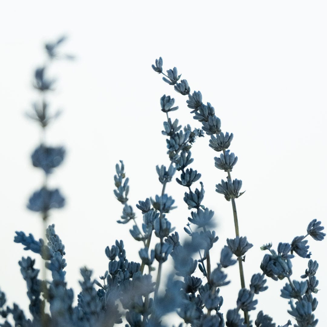Ramo Lavanda Azul