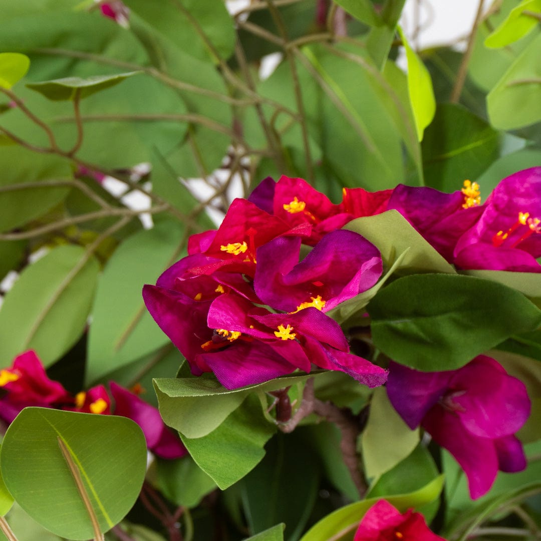 Ficus Buganvilla Silvestre