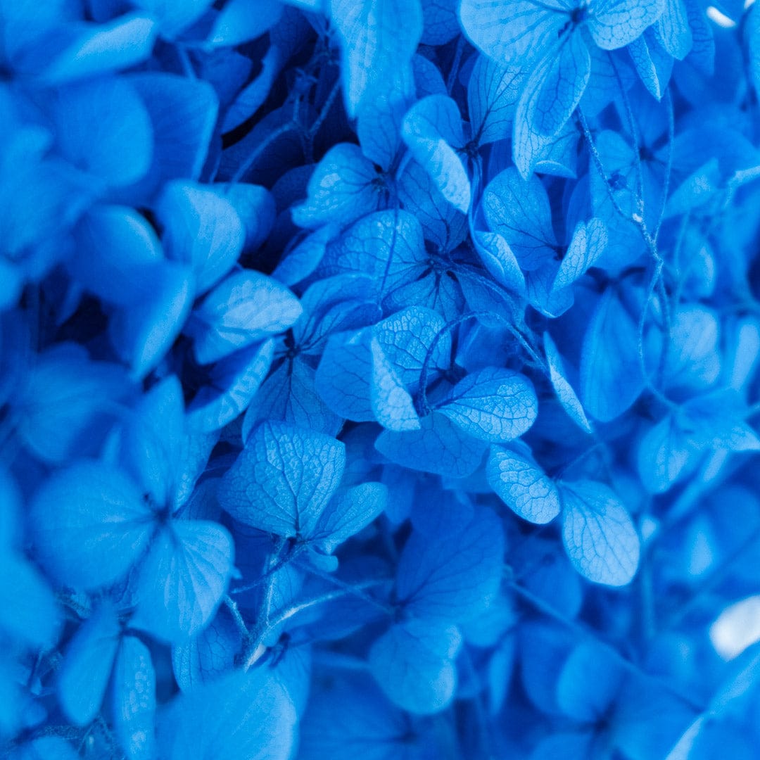 Ramo Hortensia Azul
