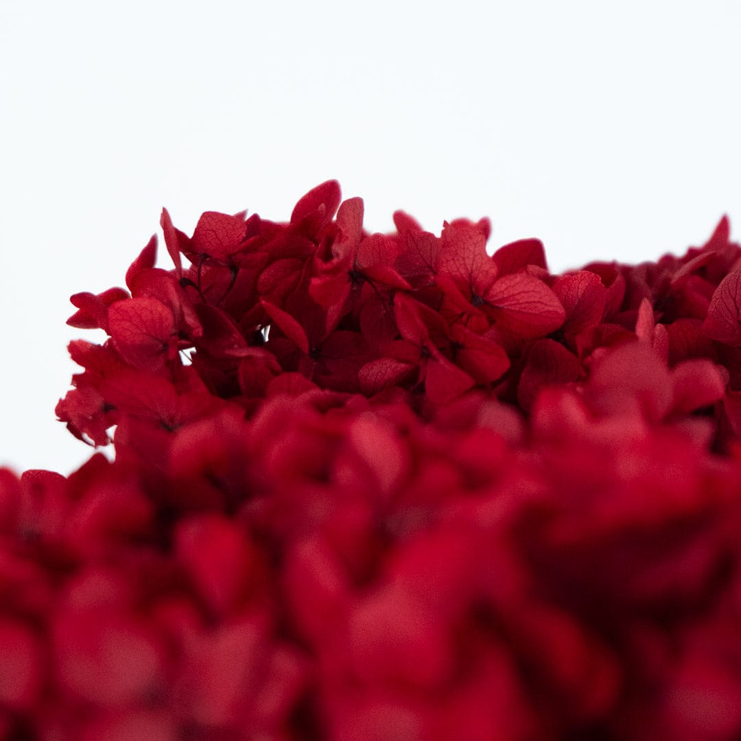 Ramo Hortensia Rojo