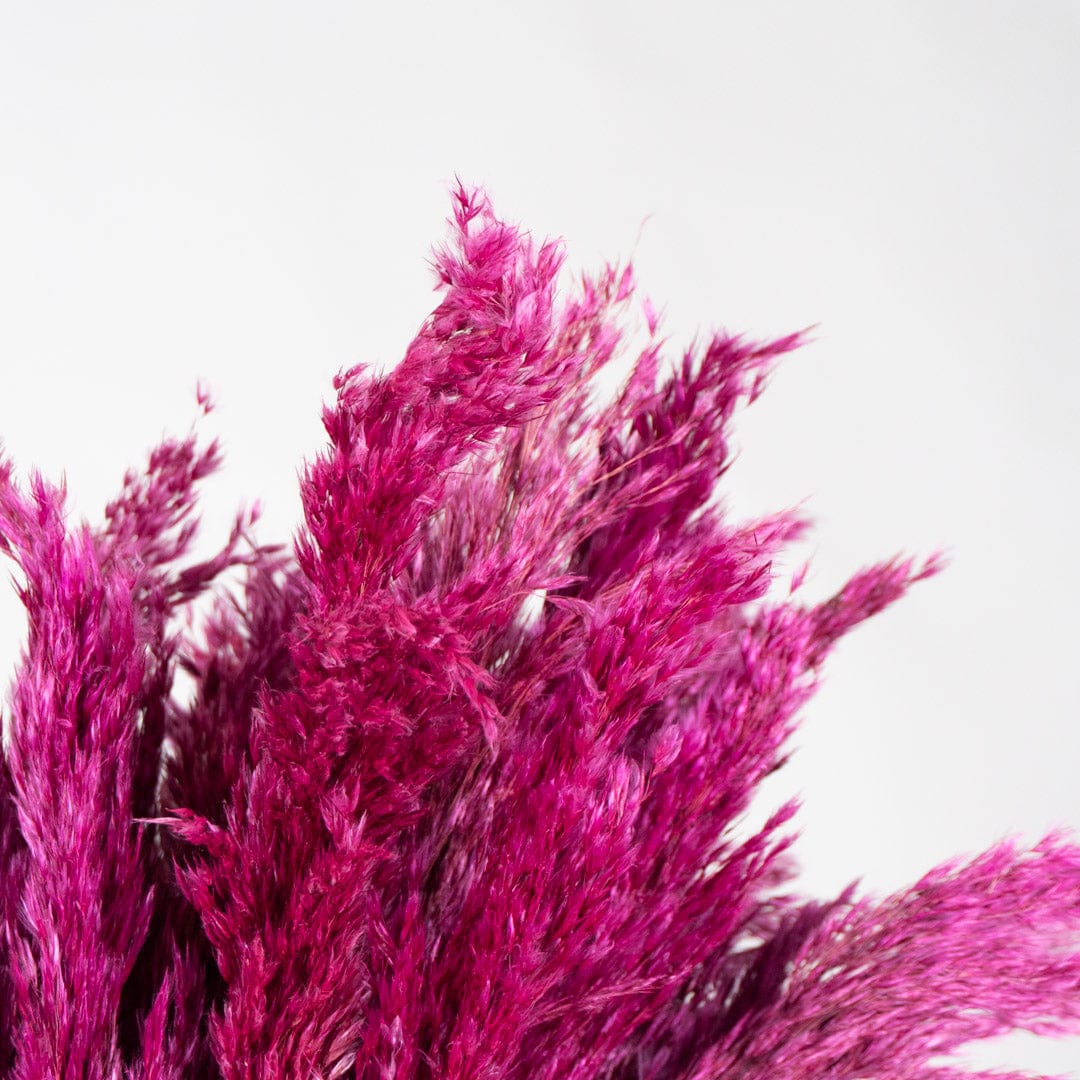 Ramo Pampa Fucsia