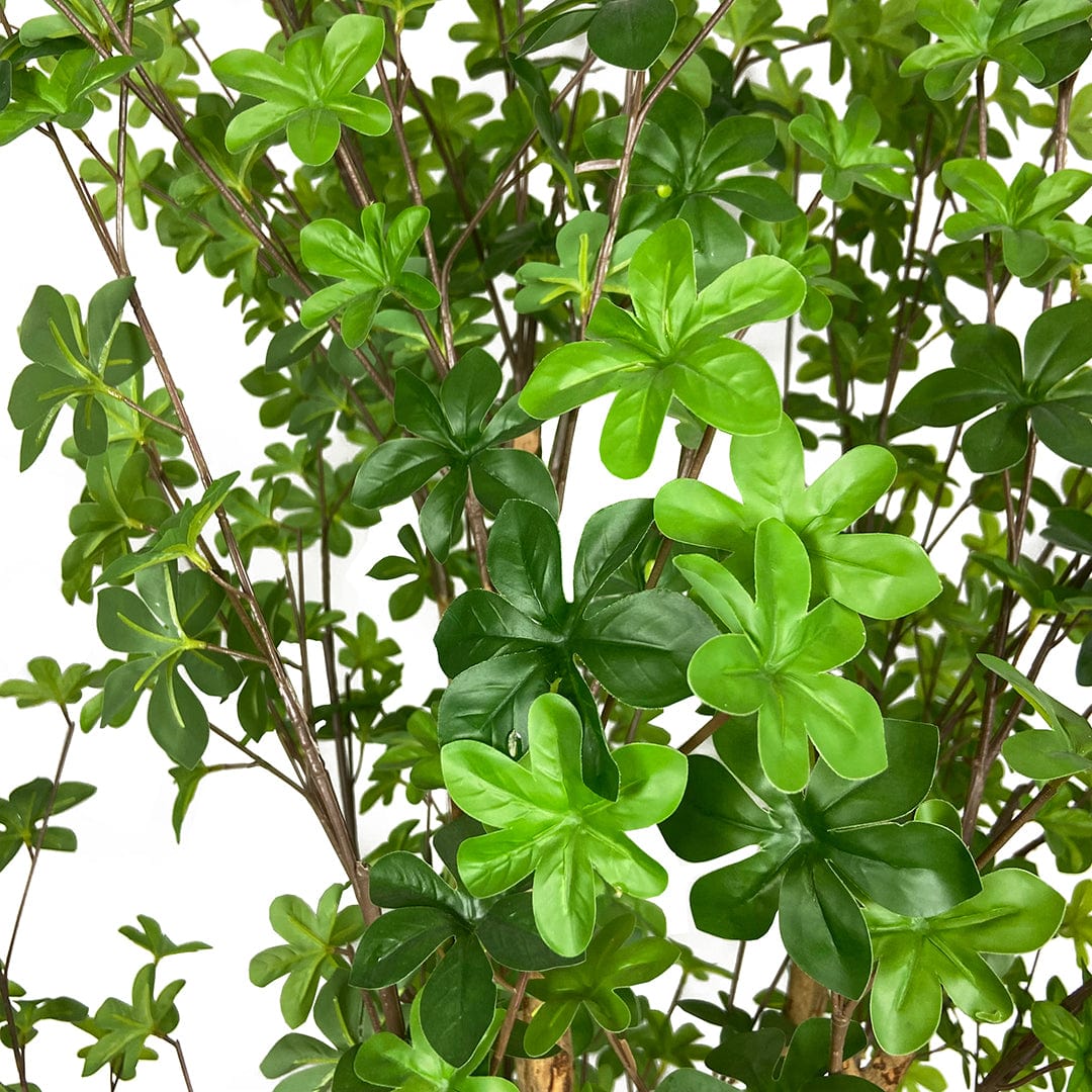 Árbol Enquianto