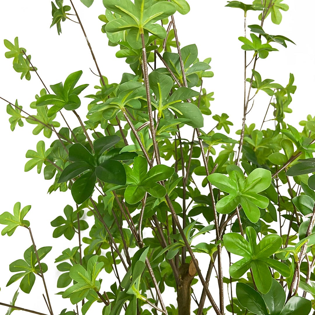 Árbol Enquianto