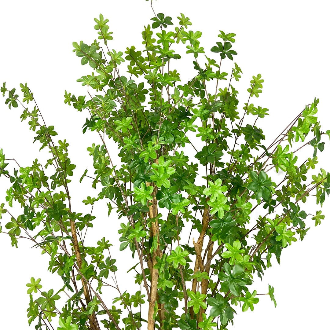 Árbol Enquianto