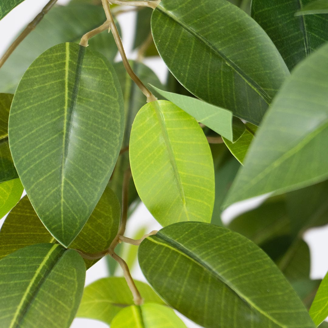 Ficus Silvestre