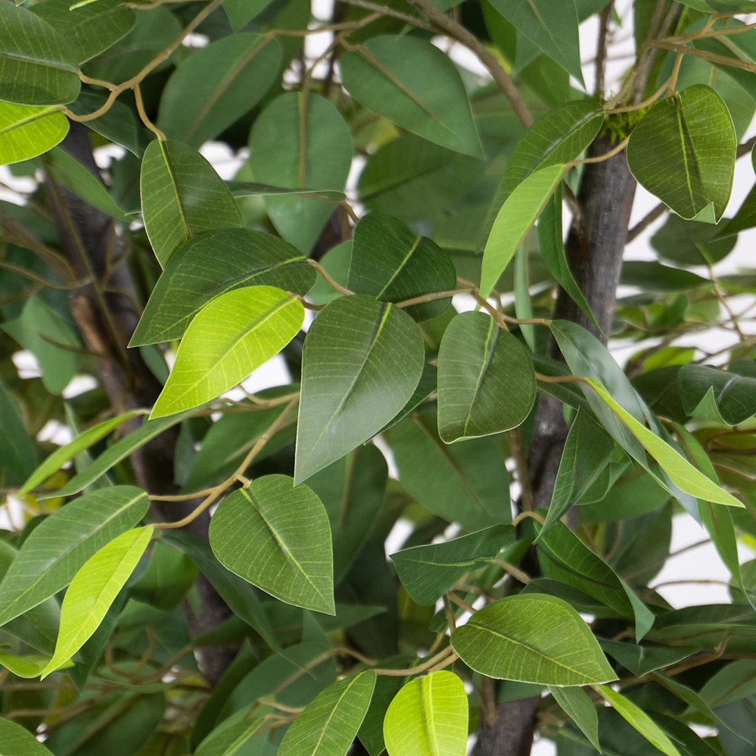 Ficus Silvestre