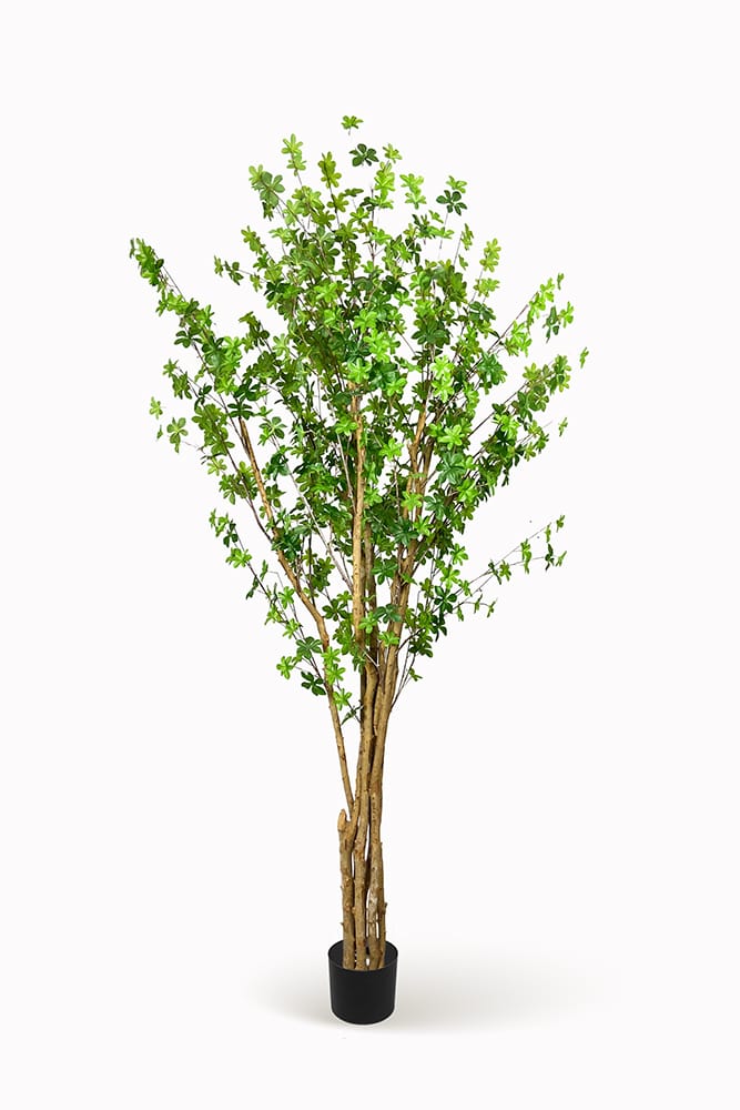 Árbol Enquianto