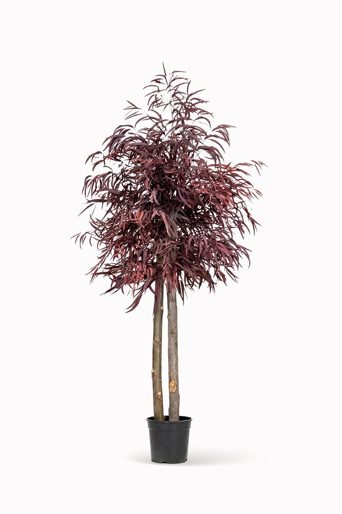 Brillifolium preservado