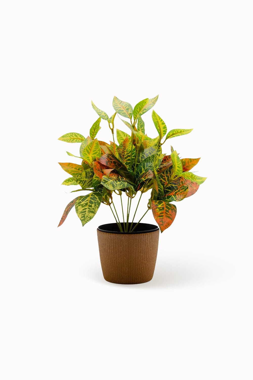 Croton mini