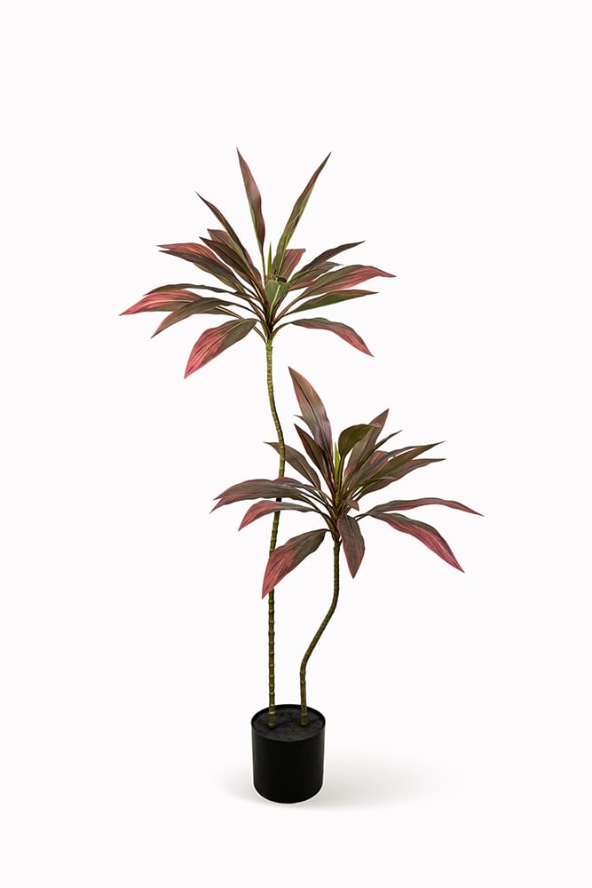 Dracena Roja