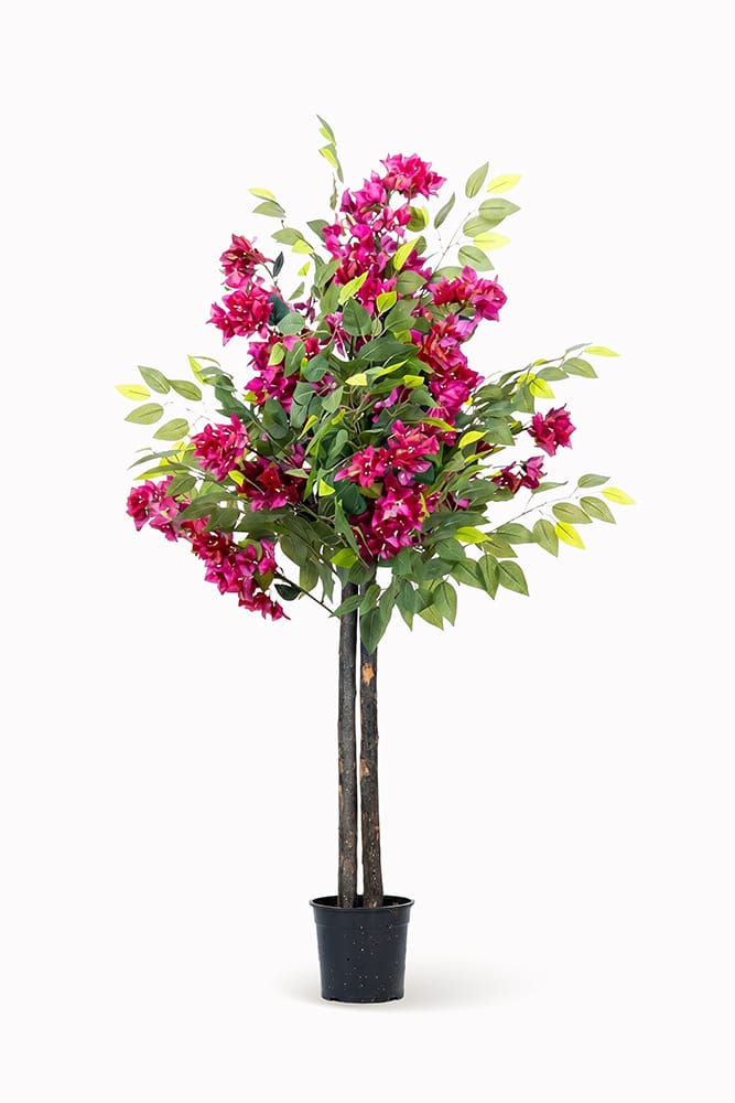 Ficus Buganvilla