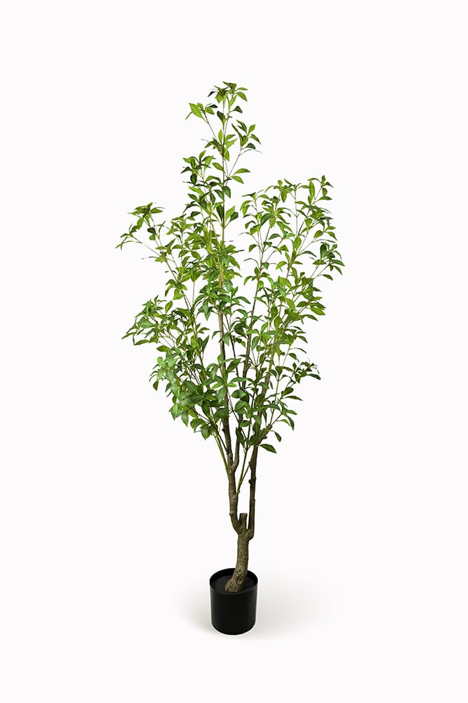 Lirio Japonés