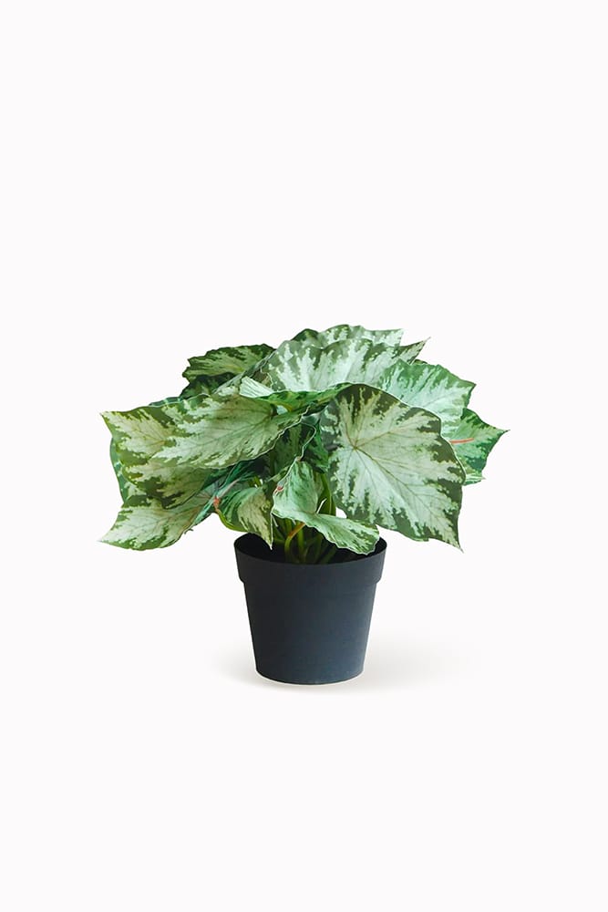 Singonio Variegata