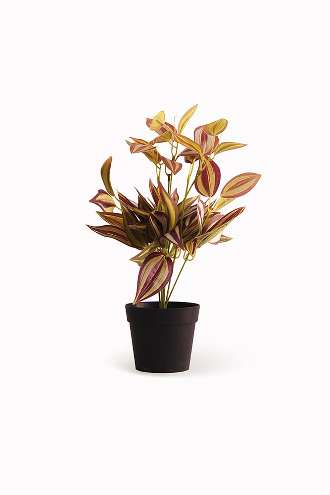 Tradescantia