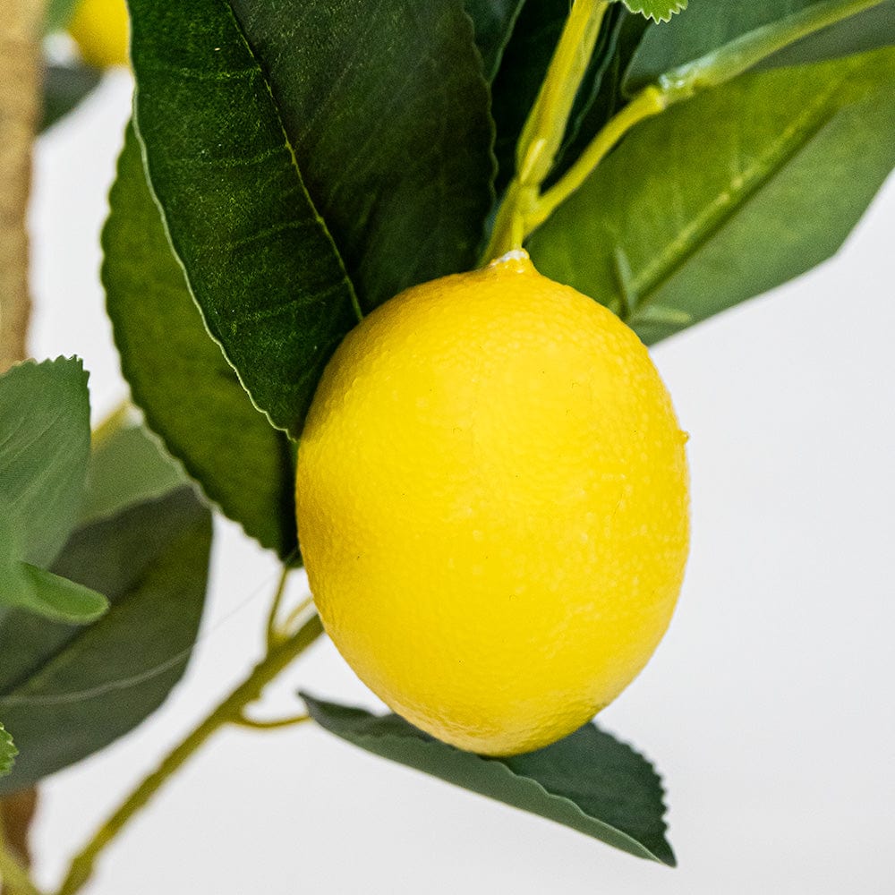 Limonero