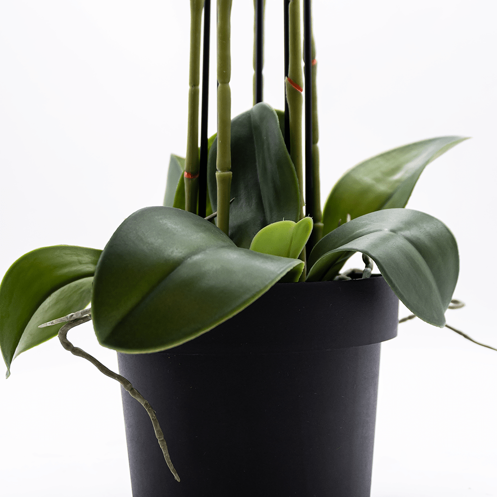 Orquídea Duo