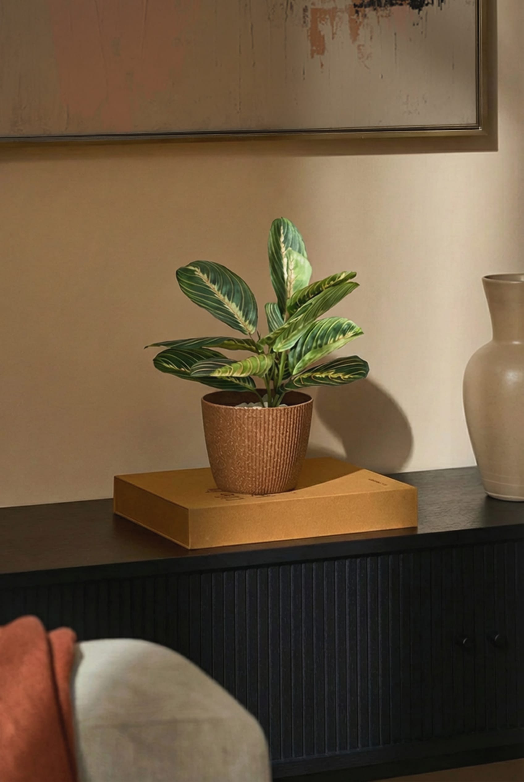 Maranta